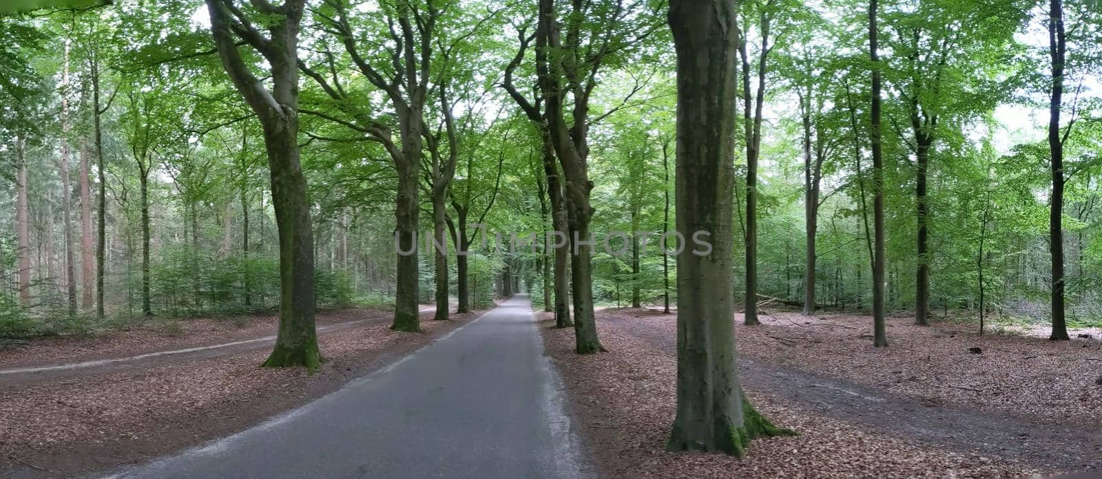 Road through the forest around Oudemirdum in Friesland The Netherlands