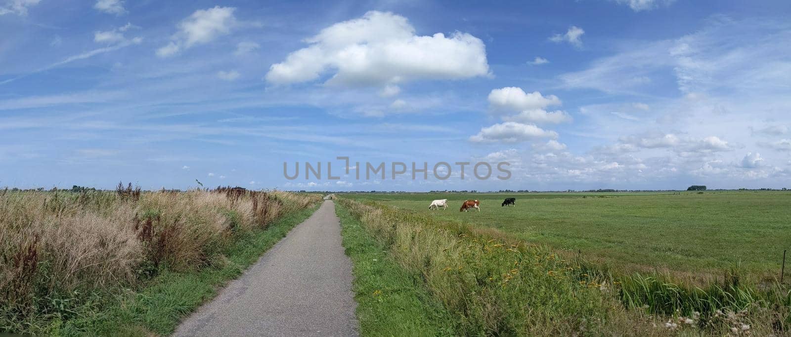 Landscape around Oudega in Friesland The Netherlands