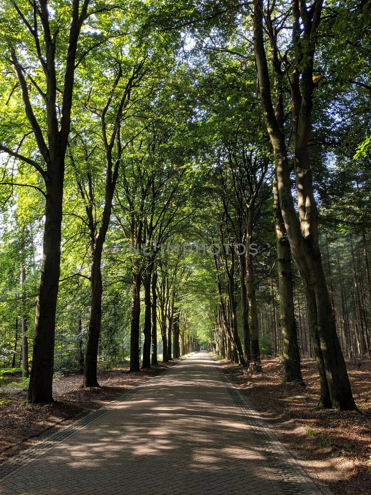 Road through the forest of Exel in Gelderland, The Netherlands