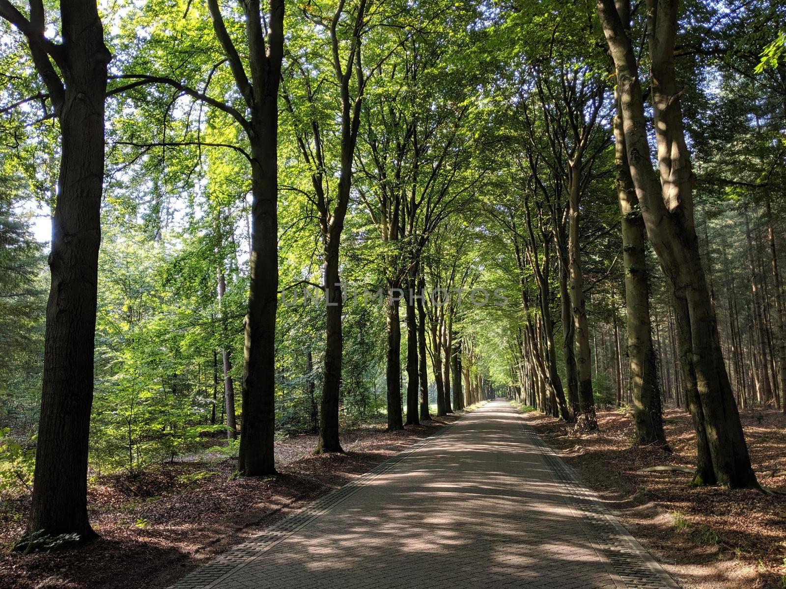 Road through the forest of Exel in Gelderland, The Netherlands