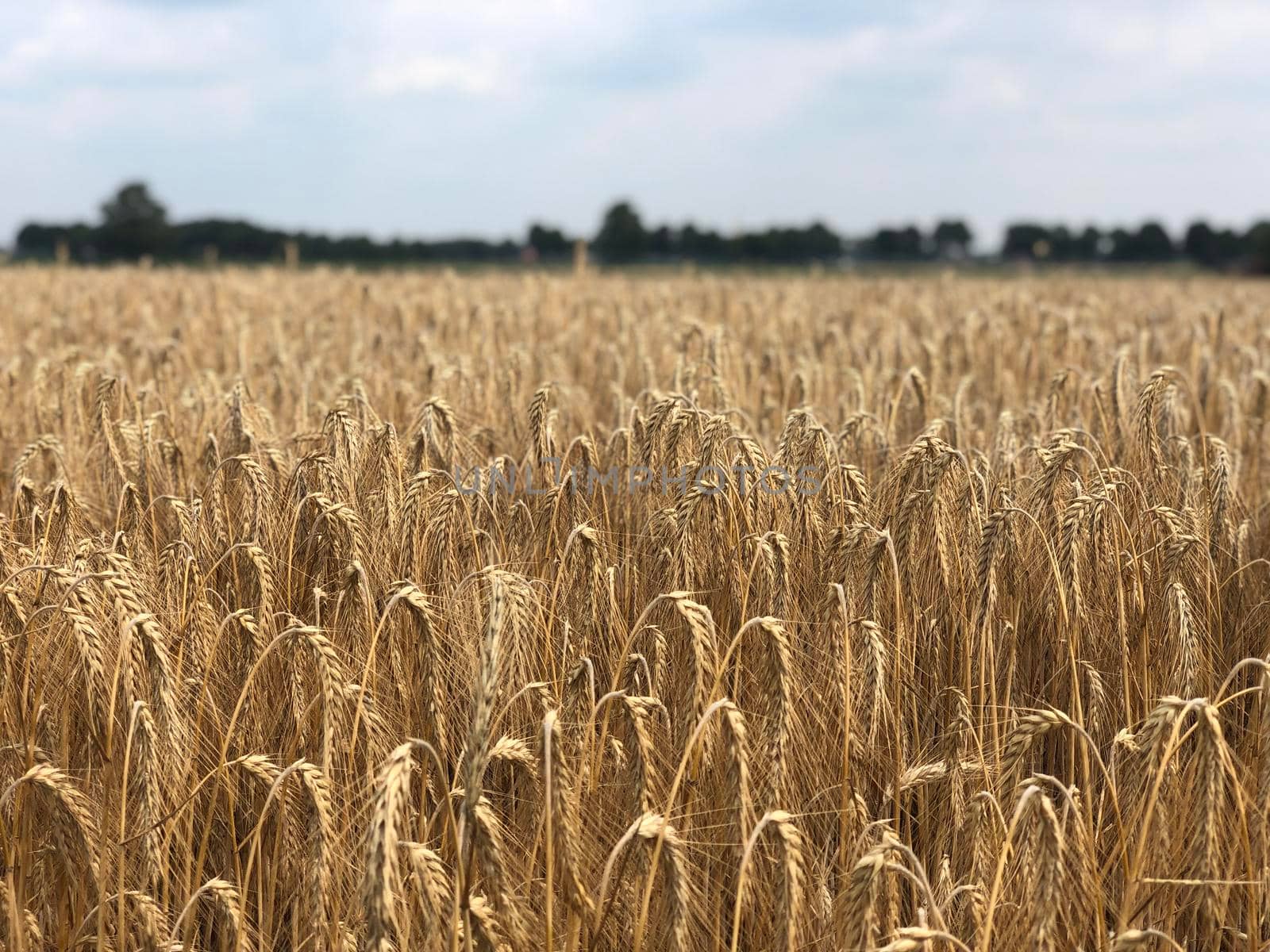 Grain field around Montferland in Gelderland, The Netherlands