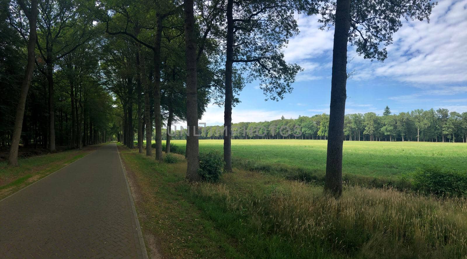 Road through the forest around Slangenburg in The Netherlands