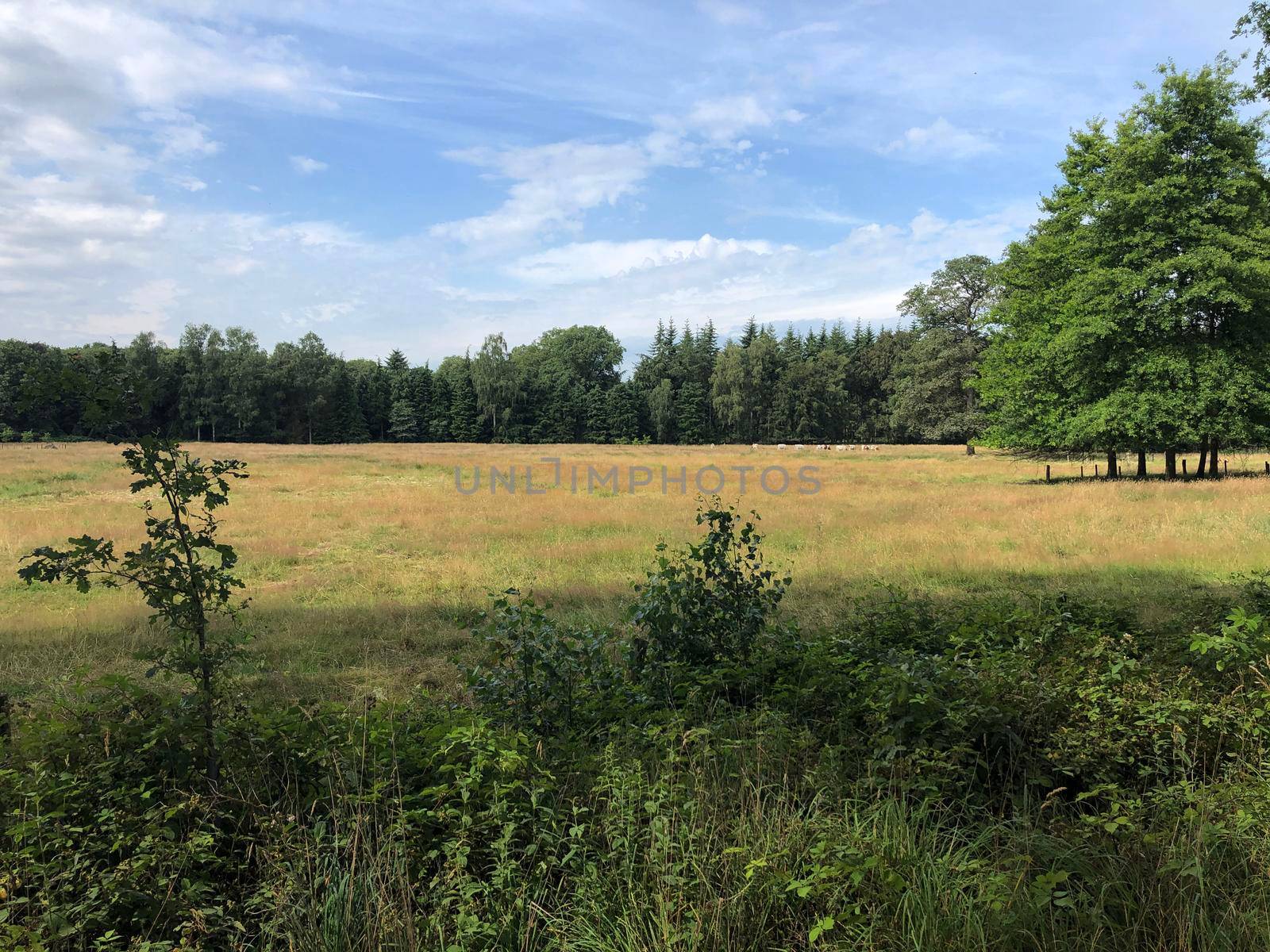 Forest around Vorden, The Netherlands