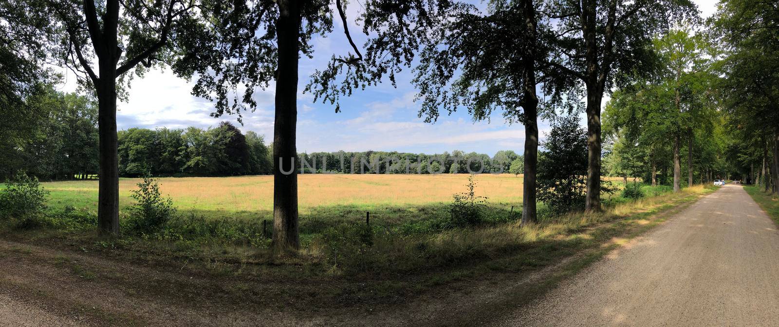 Road through the forest around Vorden, The Netherlands