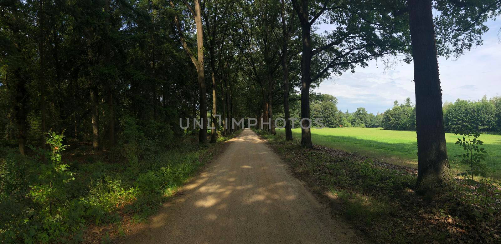 Road through the forest around Ruurlo, The Netherlands