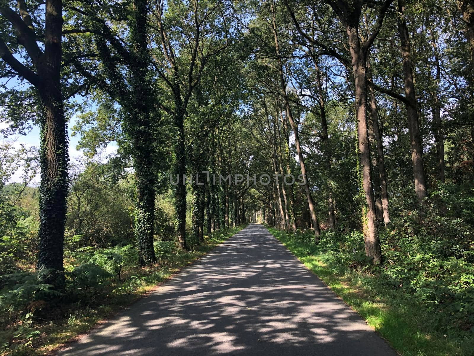 Road through the forest around Vorden, The Netherlands