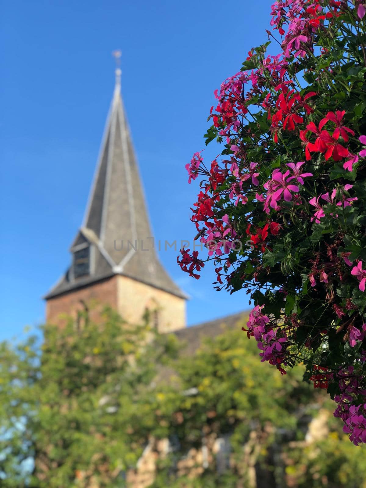 Flowers with the church tower of Ruurlo in Gelderland, The Netherlands