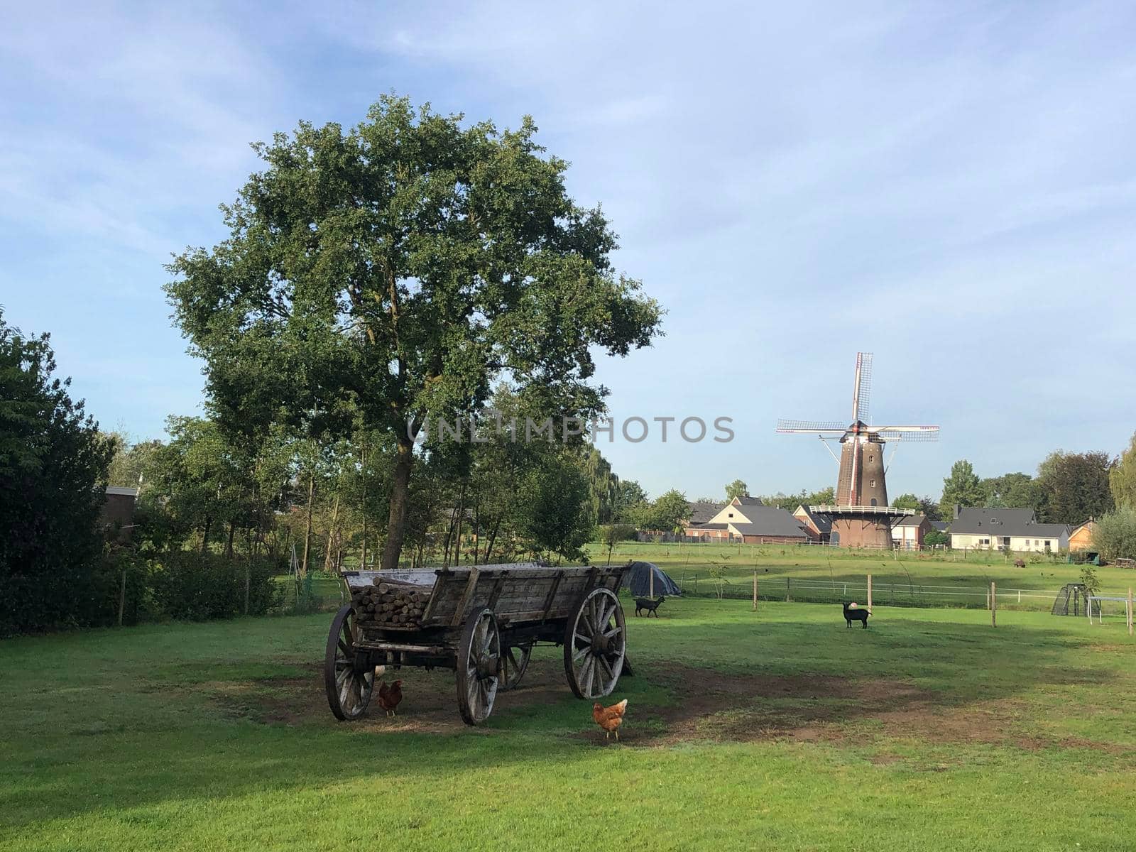 Chicken, goats and the windmill in Varsseveld, The Netherlands