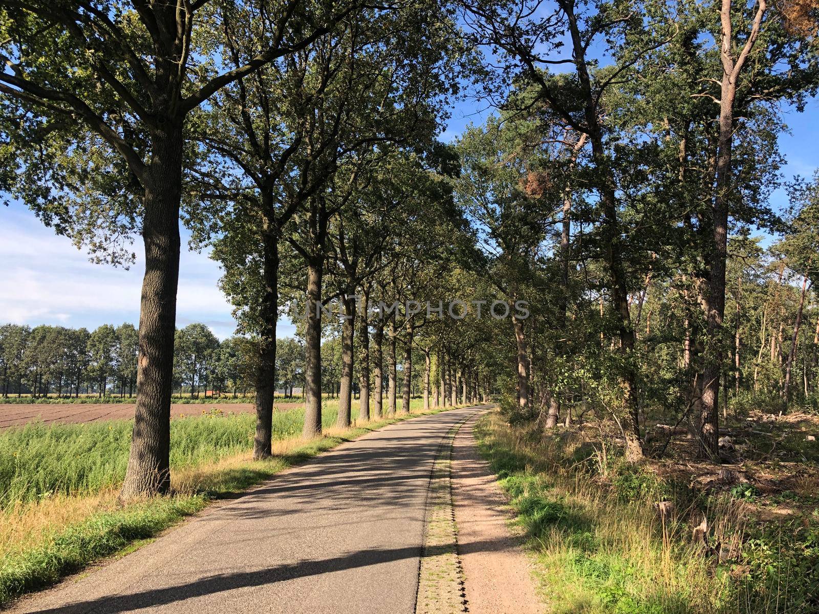 Forest around Sinderen in The Netherlands