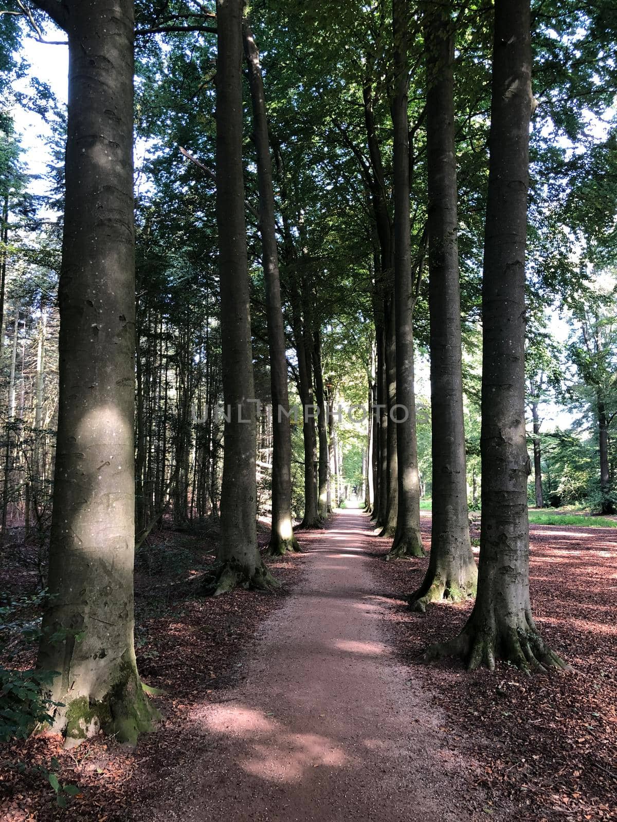 Path through the forest around Castle Vorden in Gelderland, The Netherlands