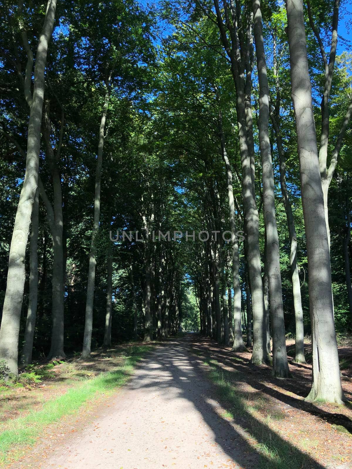 Forest around castle Slangenburg in Gelderland, The Netherlands