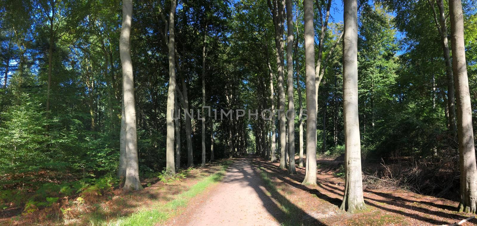 Forest around castle Slangenburg in Gelderland, The Netherlands
