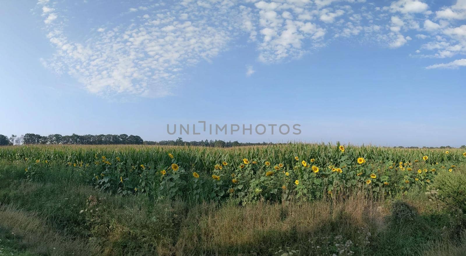 Sunflowers on a hot day around Laren by traveltelly