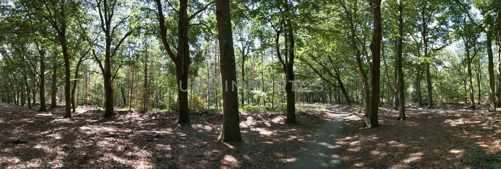 Forest around Steenwijk in The Netherlands