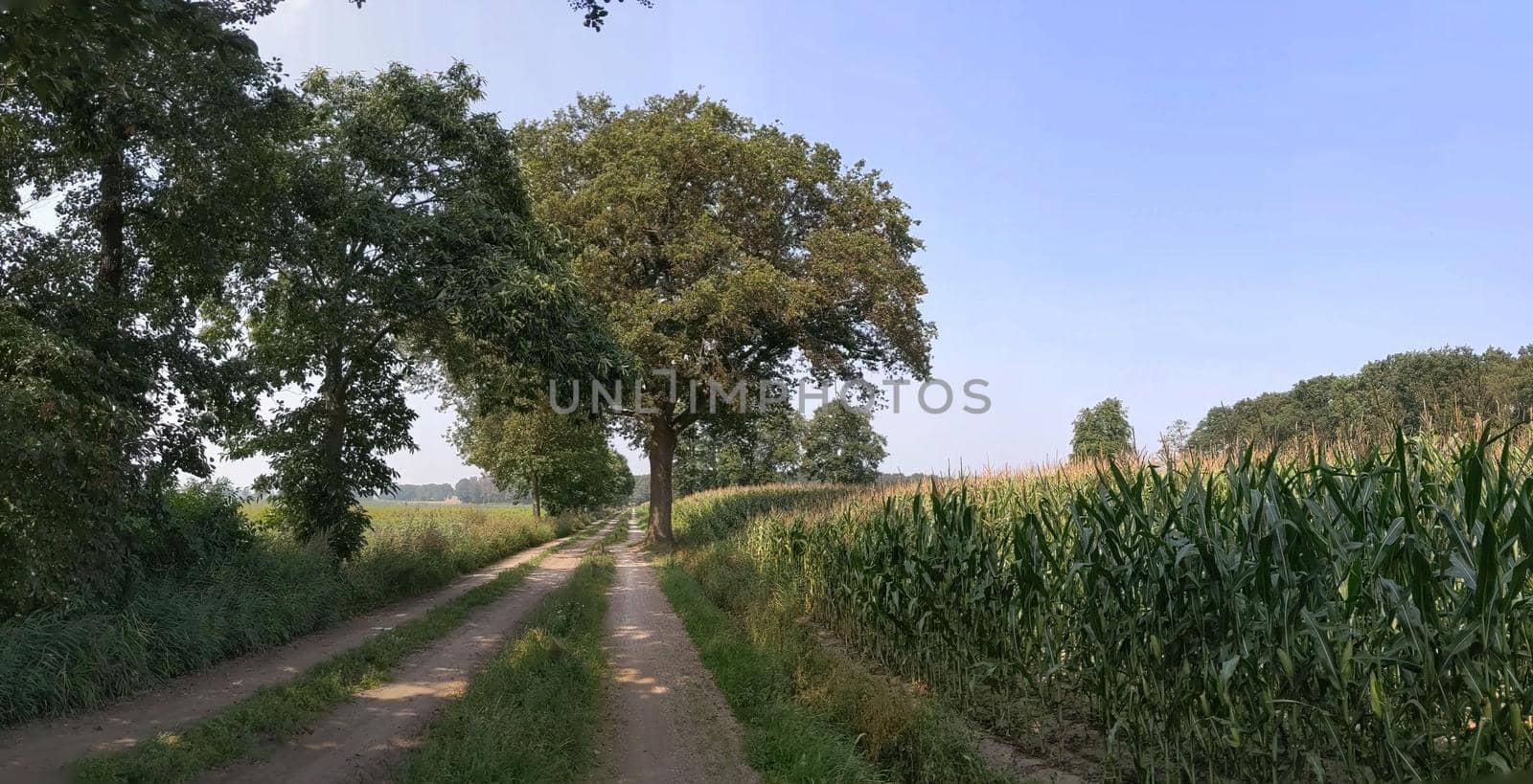 Panorama from a dirt road around Stokkum, Overijssel The Netherlands