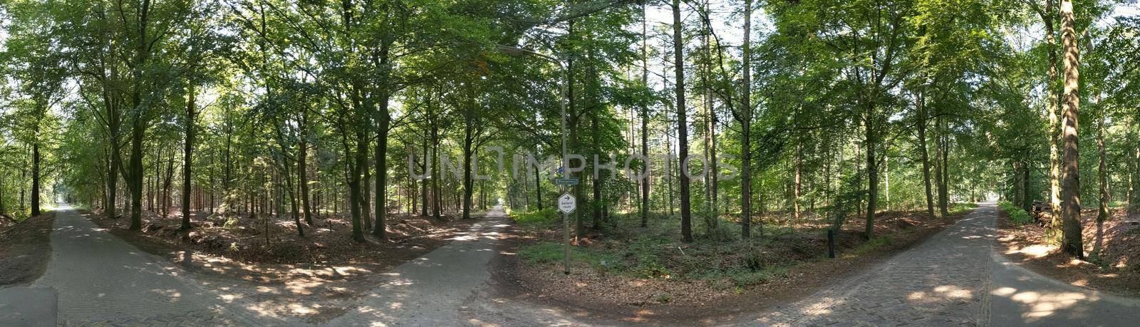 Panorama from roads through the forest around Wesepe, Overijssel The Netherlands