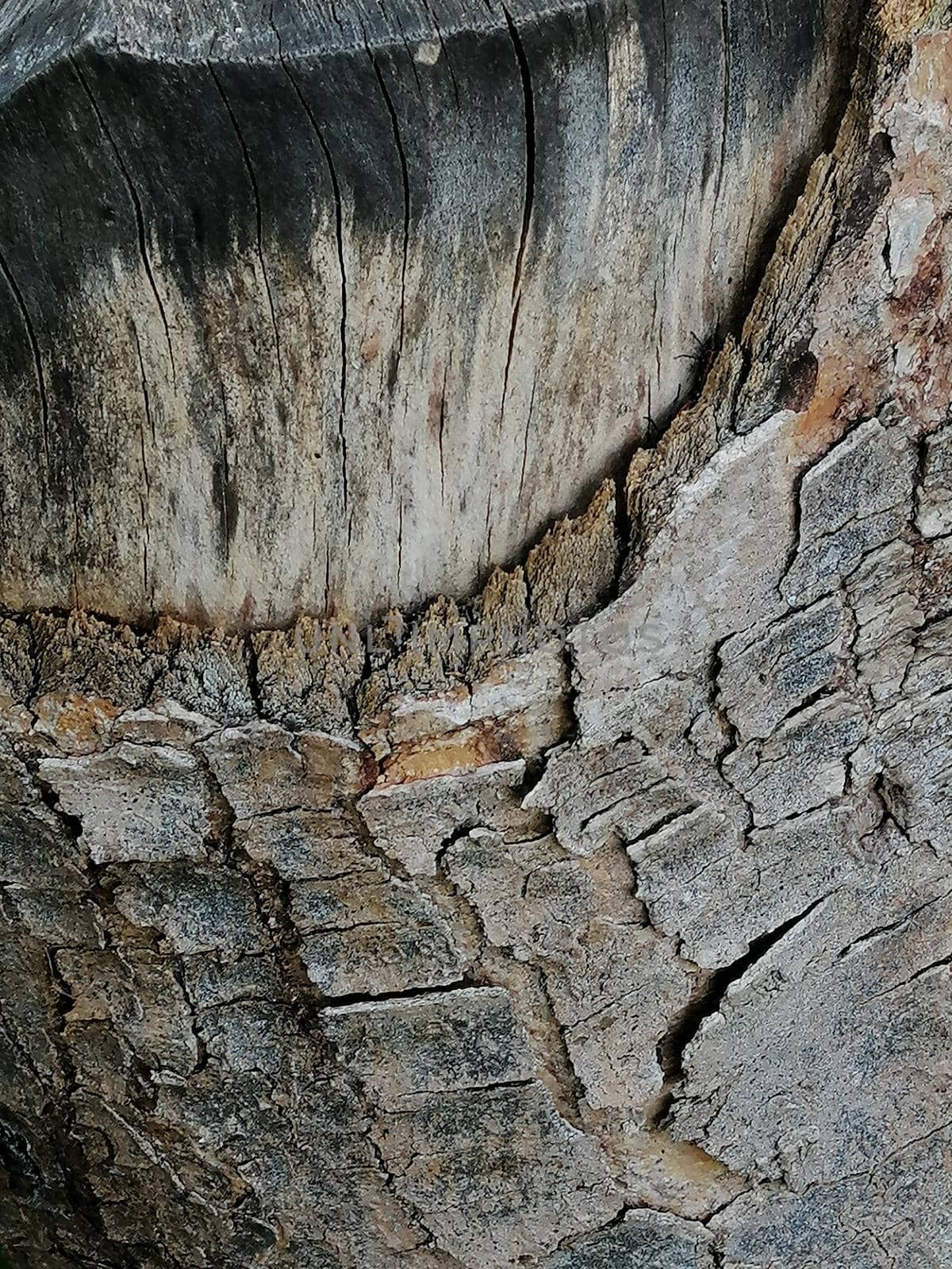 Close up, tree wound with cut and dry branches. by Lenkapenka