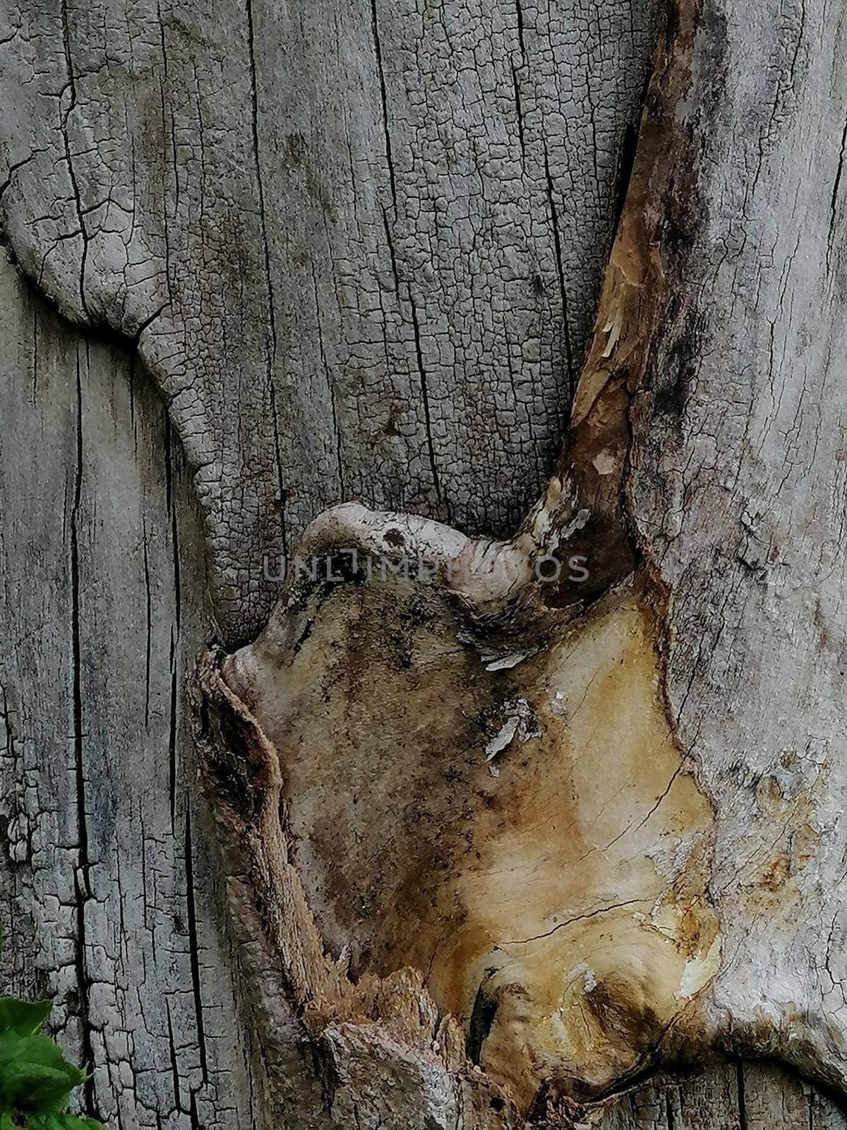 Close up, tree wound with cut and dry branches. by Lenkapenka