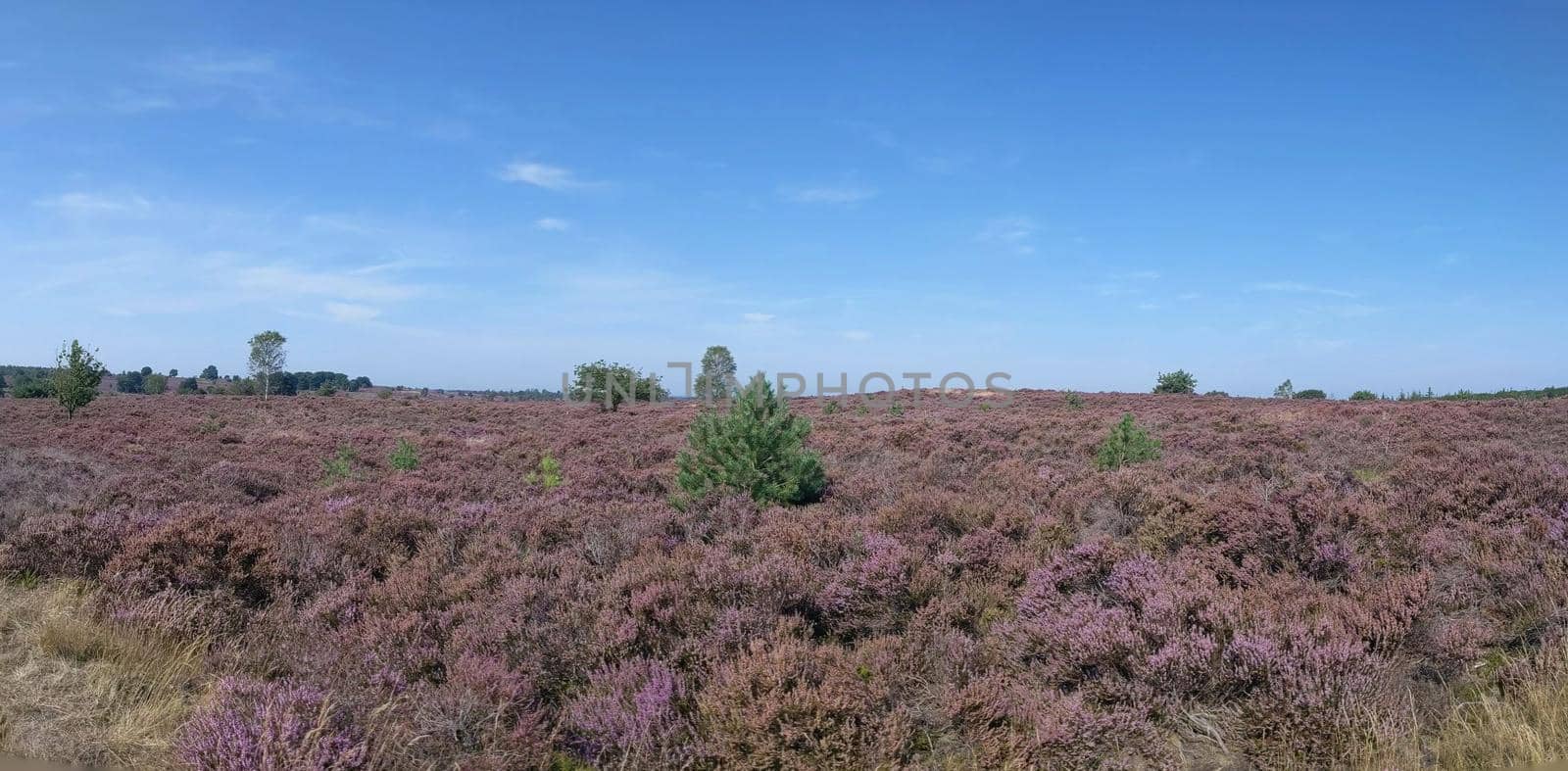 Panoramic Landscape at the National Park Sallandse Heuvelrug in The Netherlands