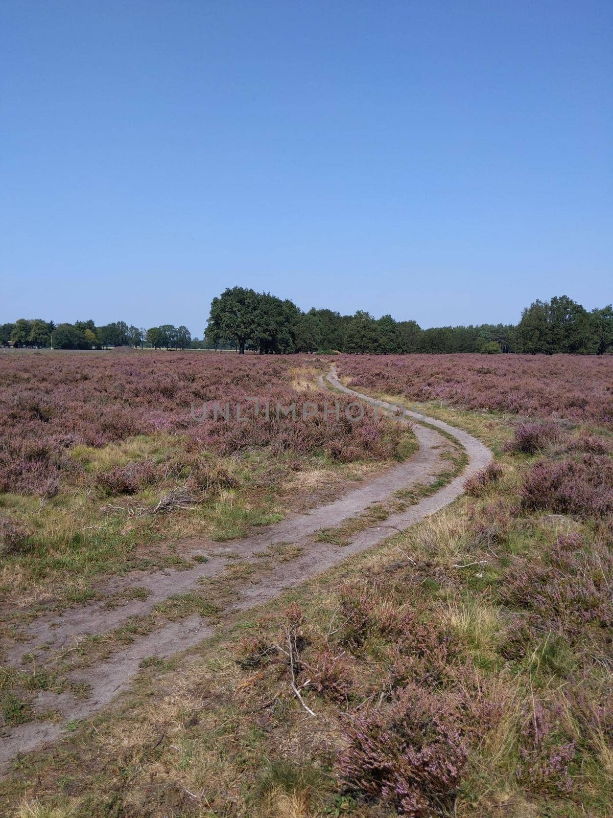 Flowering heather around the Lemelerberg in Overijssel, The Netherlands