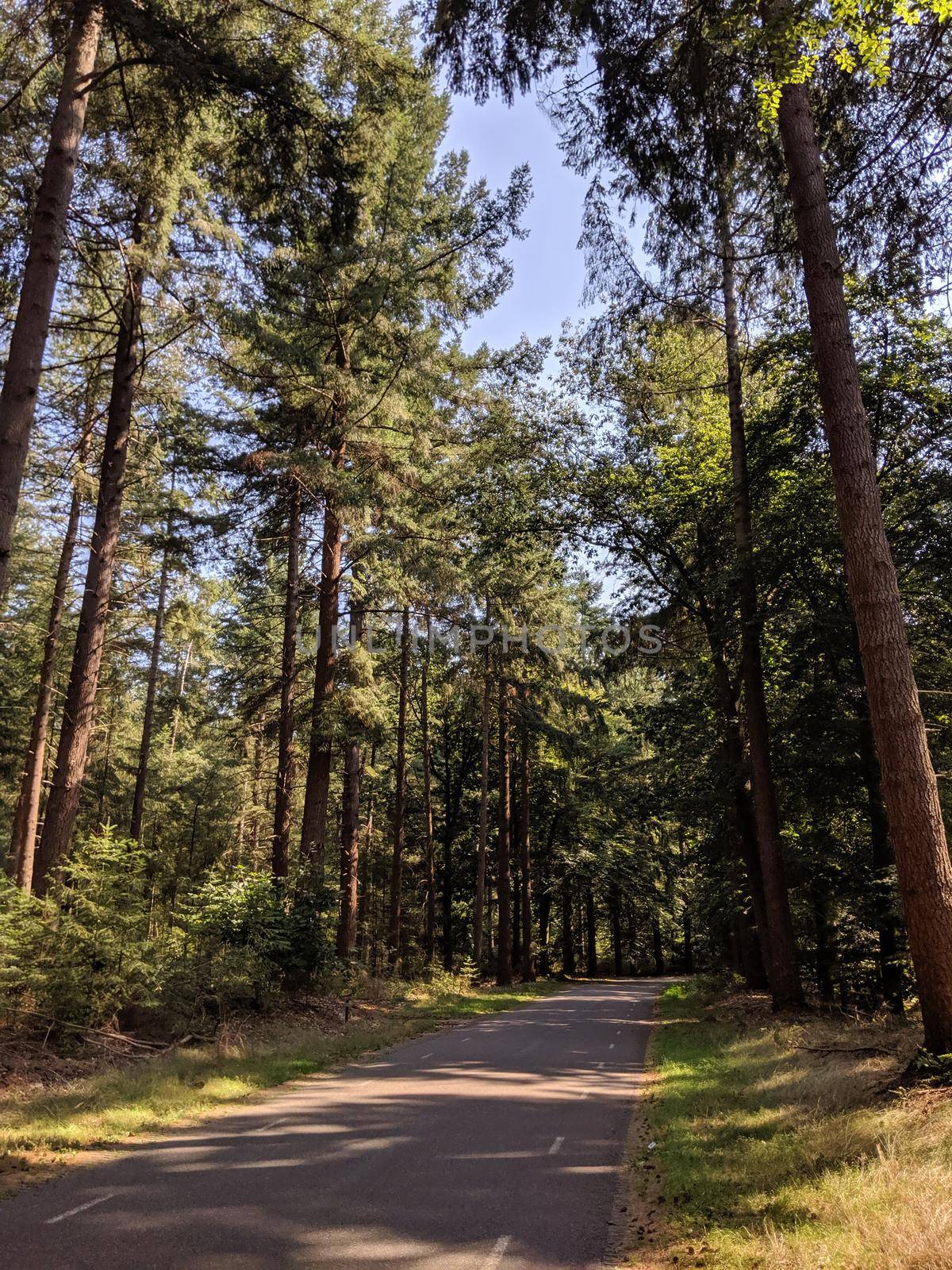 Road through the forest of the Lemelerberg in Overijssel, The Netherlands