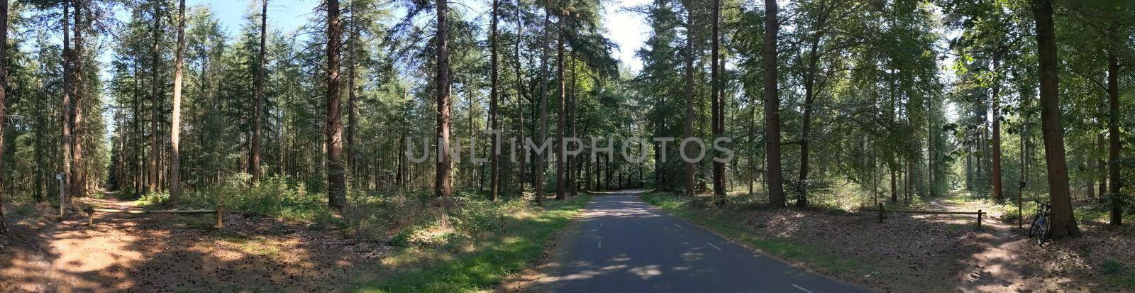 Road through the forest at the Lemelerberg in Overijssel, The Netherlands