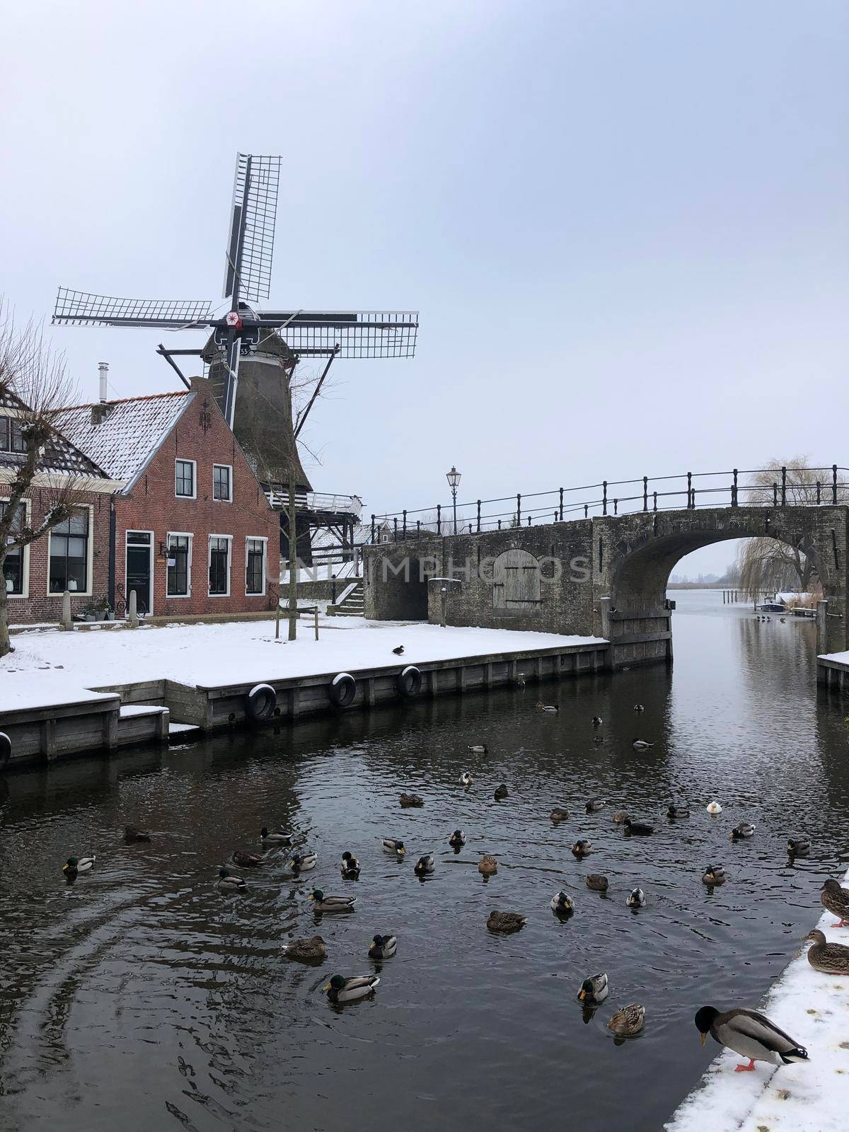 Canal with ducks in Sloten during winter