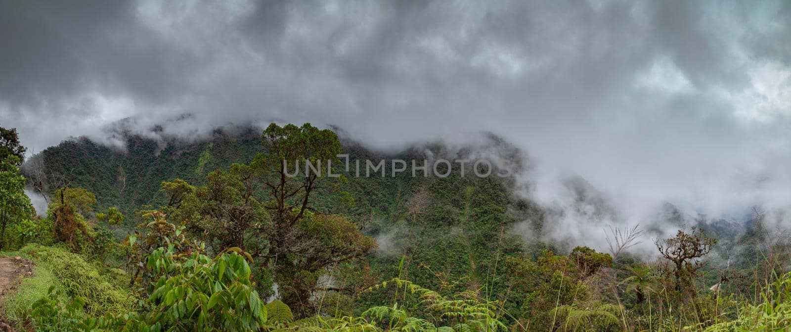 Cloud Forest in Peru, panoramic view. by alvarobueno
