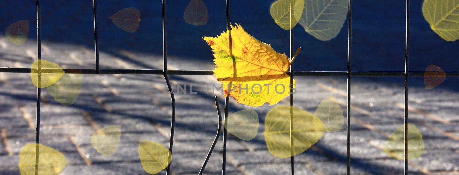 Autumn yellow leaves over metal fence during sunny day
