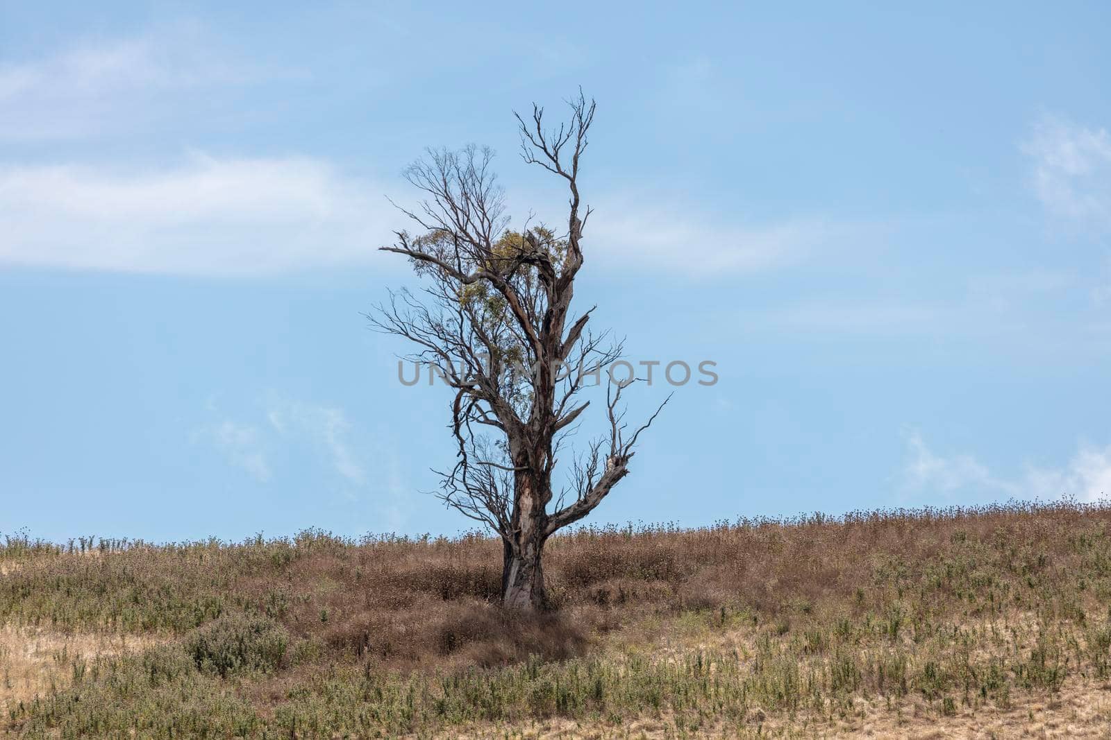 A large gum tree standing on a hill by WittkePhotos