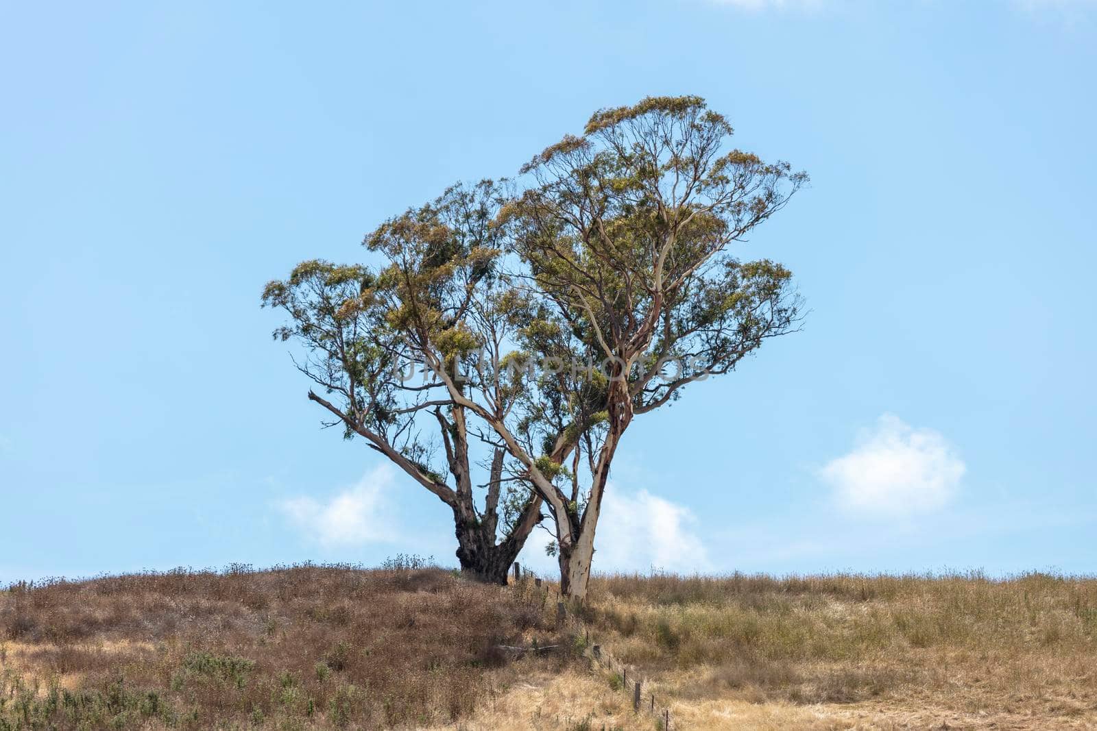 A large gum tree standing on a dry hill near a fence line