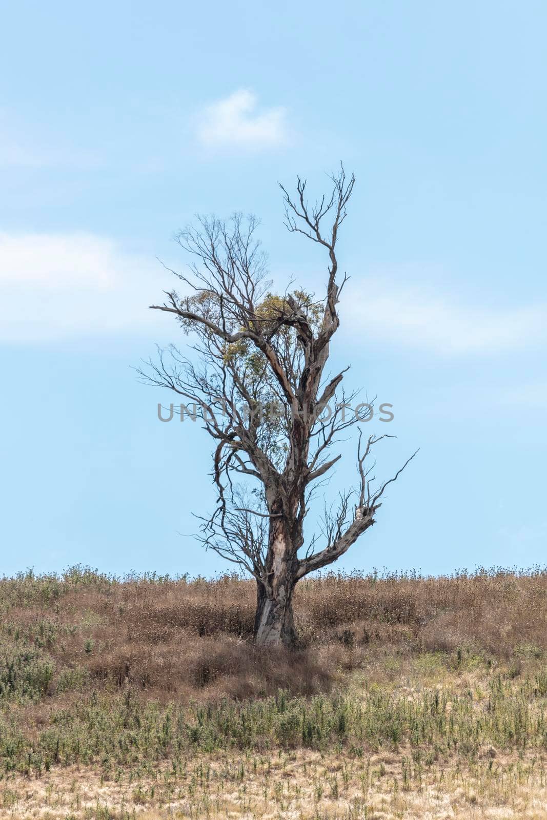 A large gum tree standing on a dry hill near a fence line