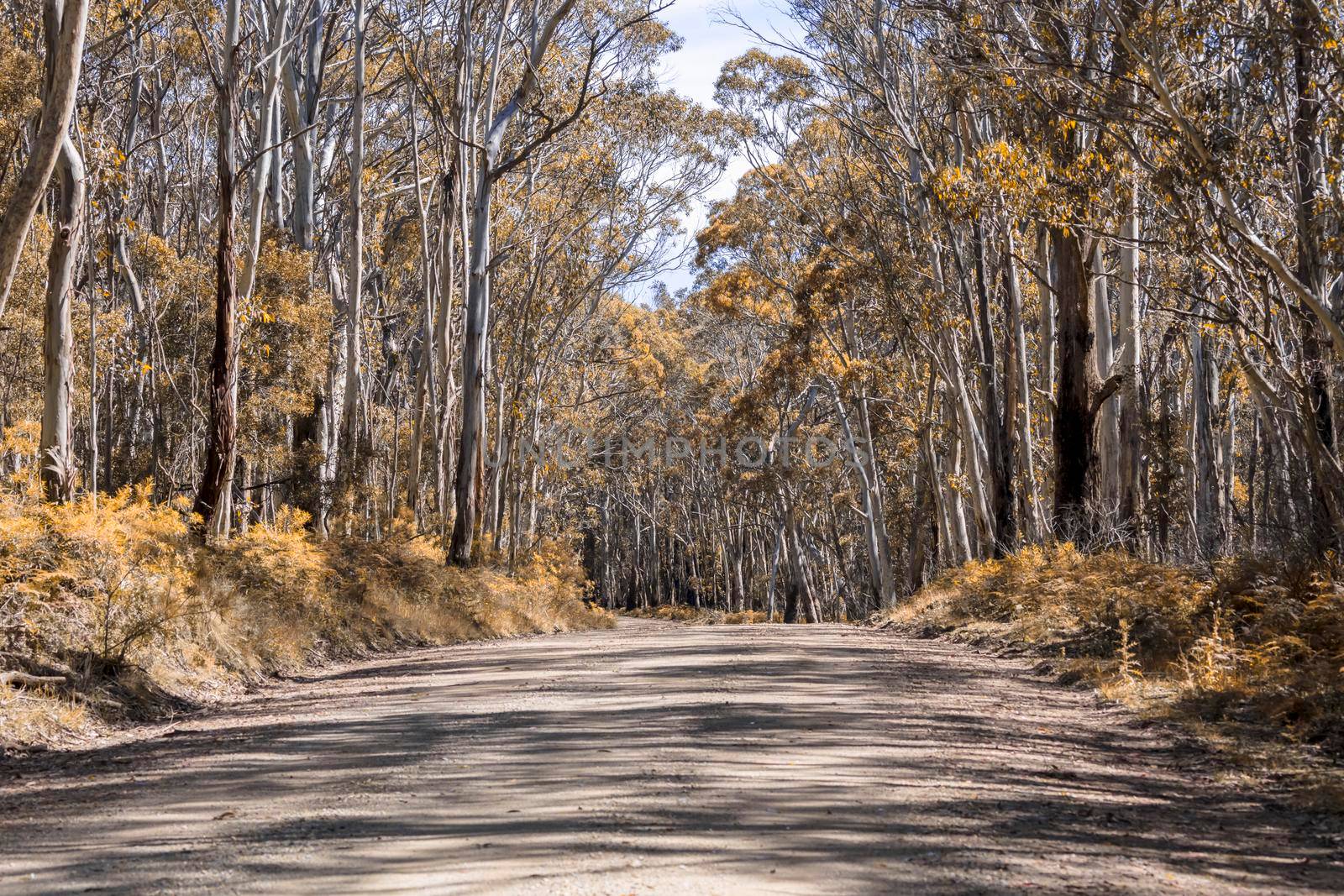 A long dirt road in a forest in Kanangra-Boyd National Park in regional Australia by WittkePhotos