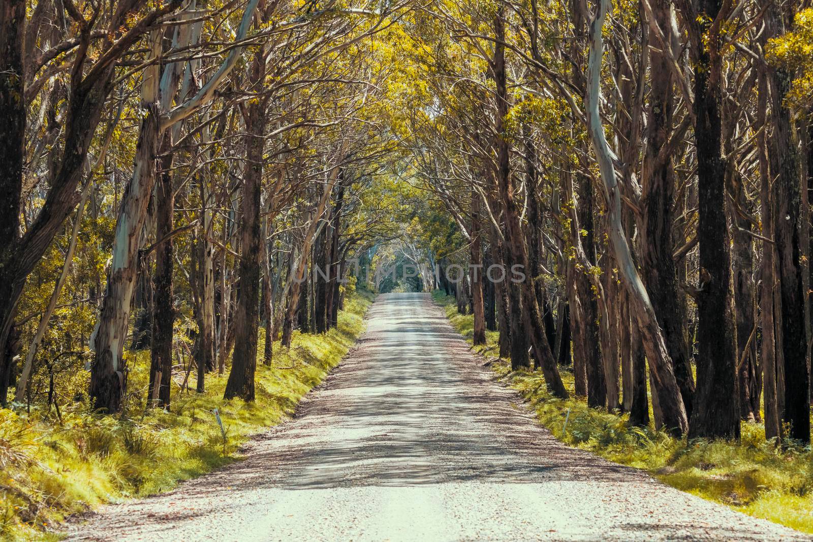 A long dirt road in a forest of overhanging trees recovering from bushfire in Kanangra-Boyd National Park in the Central Tablelands in regional New South Wales Australia