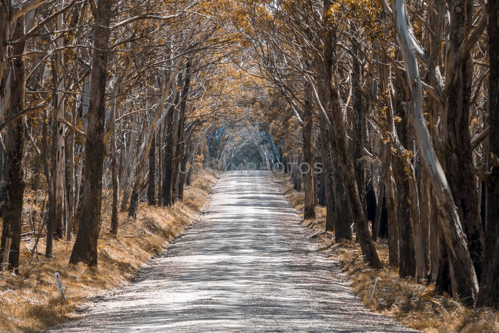 A long dirt road in a forest in Kanangra-Boyd National Park in regional Australia by WittkePhotos