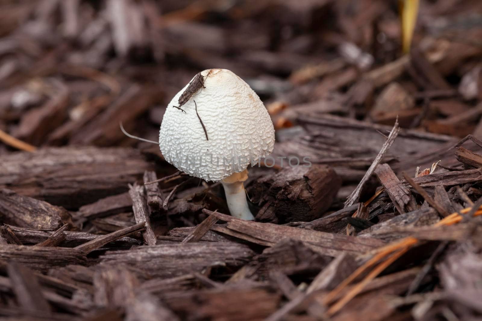 A white mushroom growing in the garden surrounded by bark chips