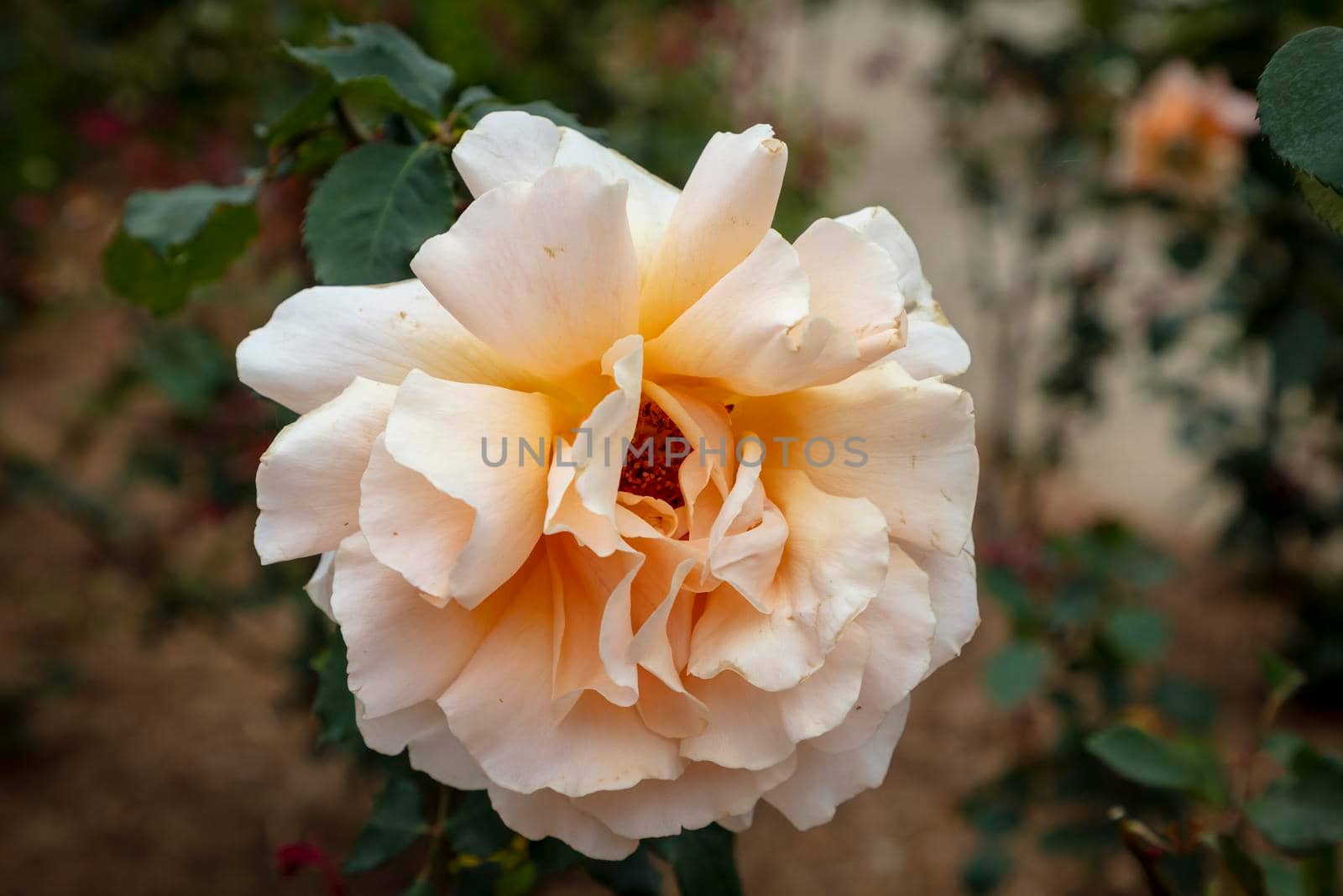 A white rose in full bloom in a garden by WittkePhotos