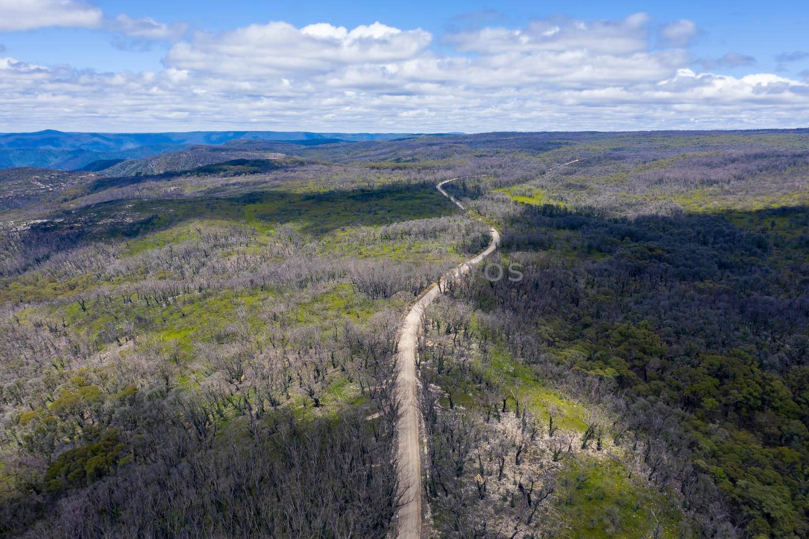 Aerial view of a dirt road in a forest regenerating from bushfire in regional Australia by WittkePhotos