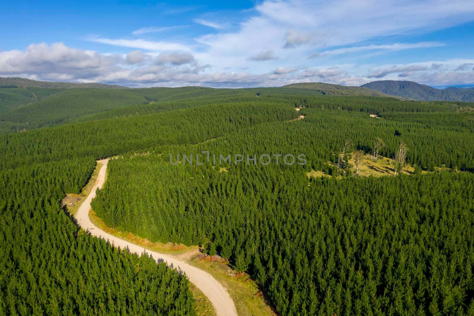 Aerial view of a dirt road running through an industrial cultivated pine tree farm in a large valley in the Central Tablelands in regional New South Wales in Australia