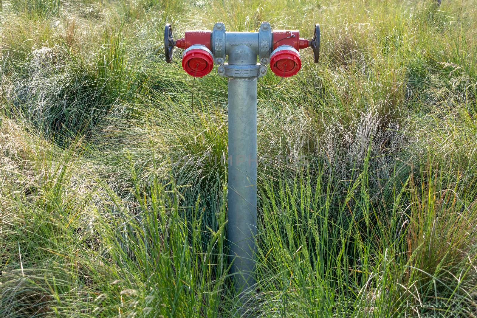 An industrial fire hydrant outdoors amongst grass and weeds in regional Australia
