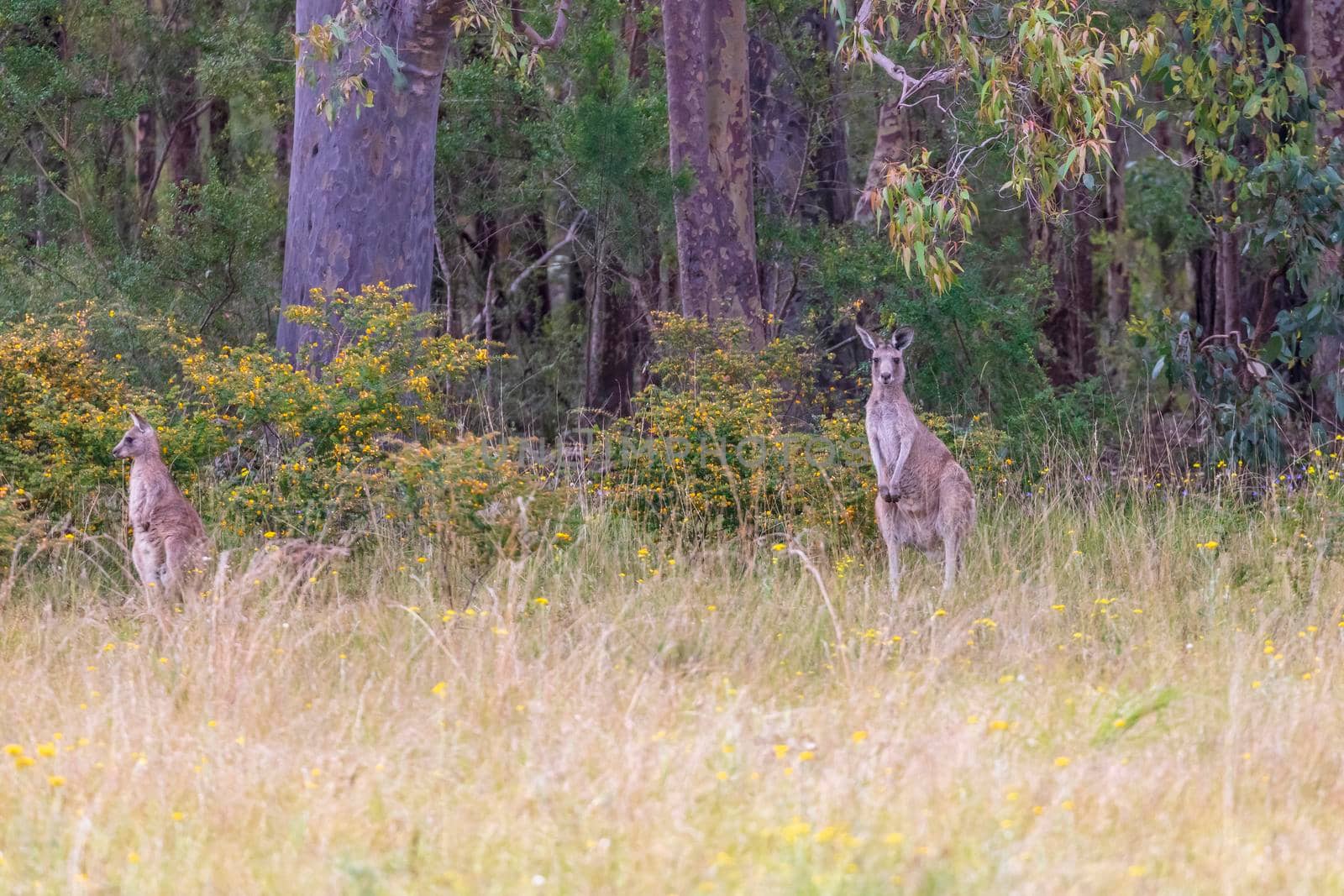Australian Kangaroos grazing in a green field in regional Australia by WittkePhotos