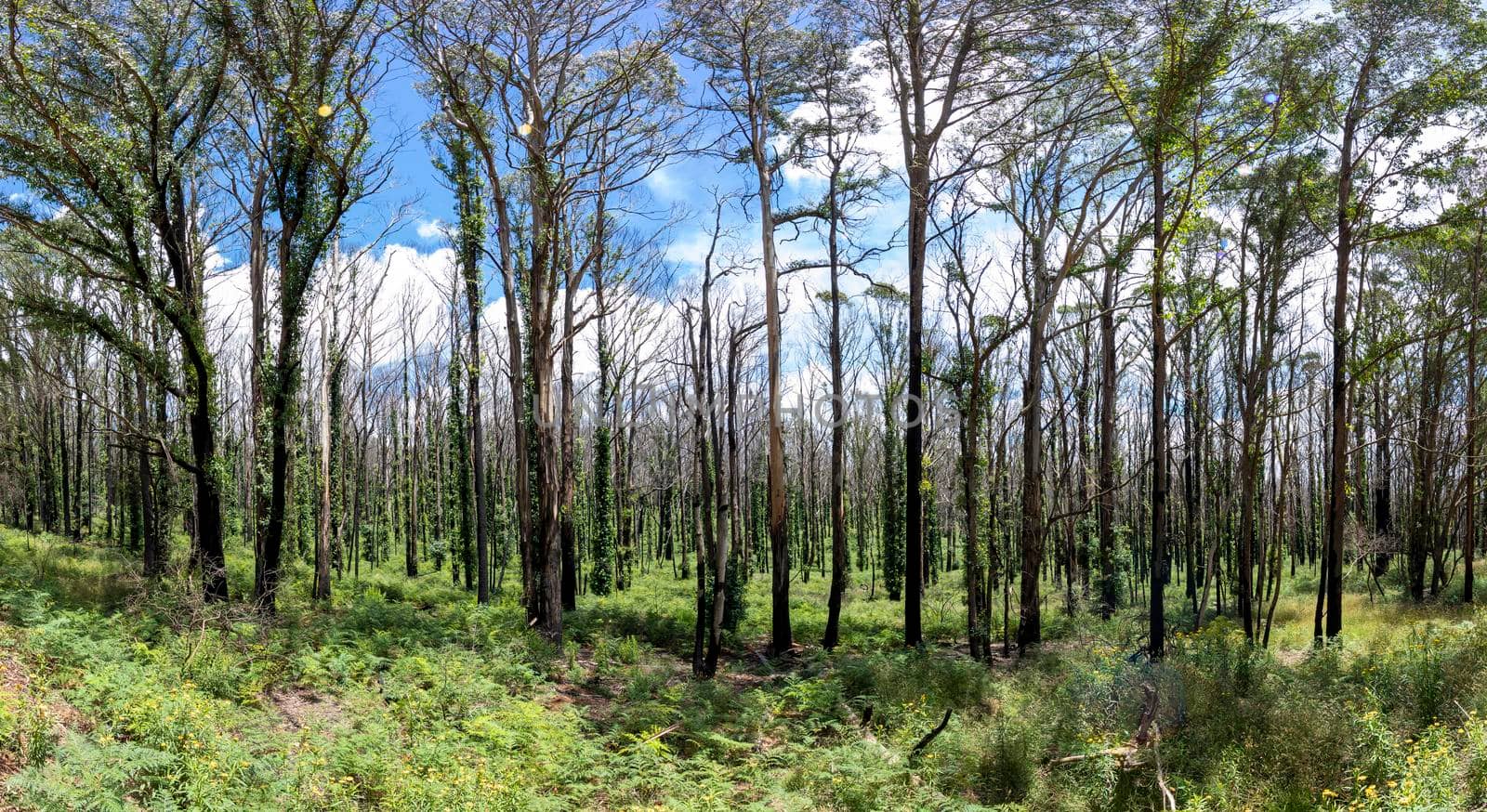 Forest regeneration after bushfire in Kanangra-Boyd National Park in regional Australia by WittkePhotos
