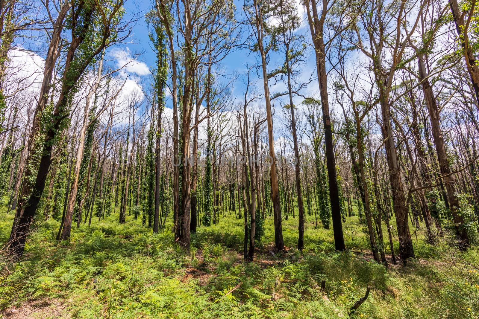 Forest recovering from bushfire in Kanangra-Boyd National Park in the Central Tablelands in regional New South Wales Australia