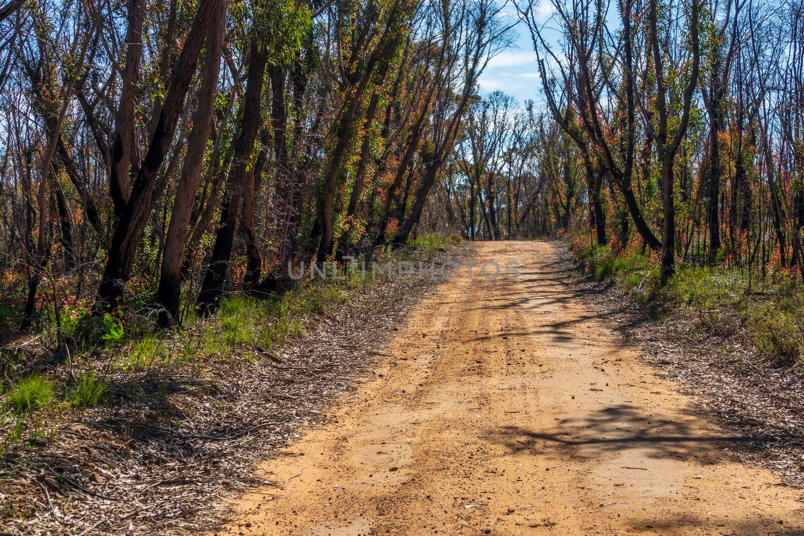 A dirt track running through forest regeneration after severe bushfires in The Blue Mountains in regional New South Wales in Australia