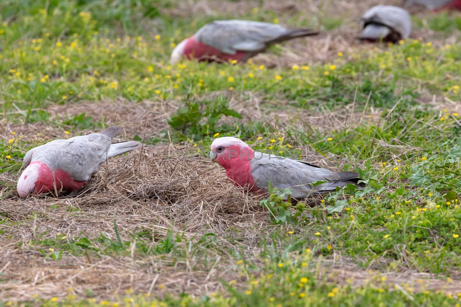 Galah cockatoos foraging for food on the ground in a field with grass and small flowers
