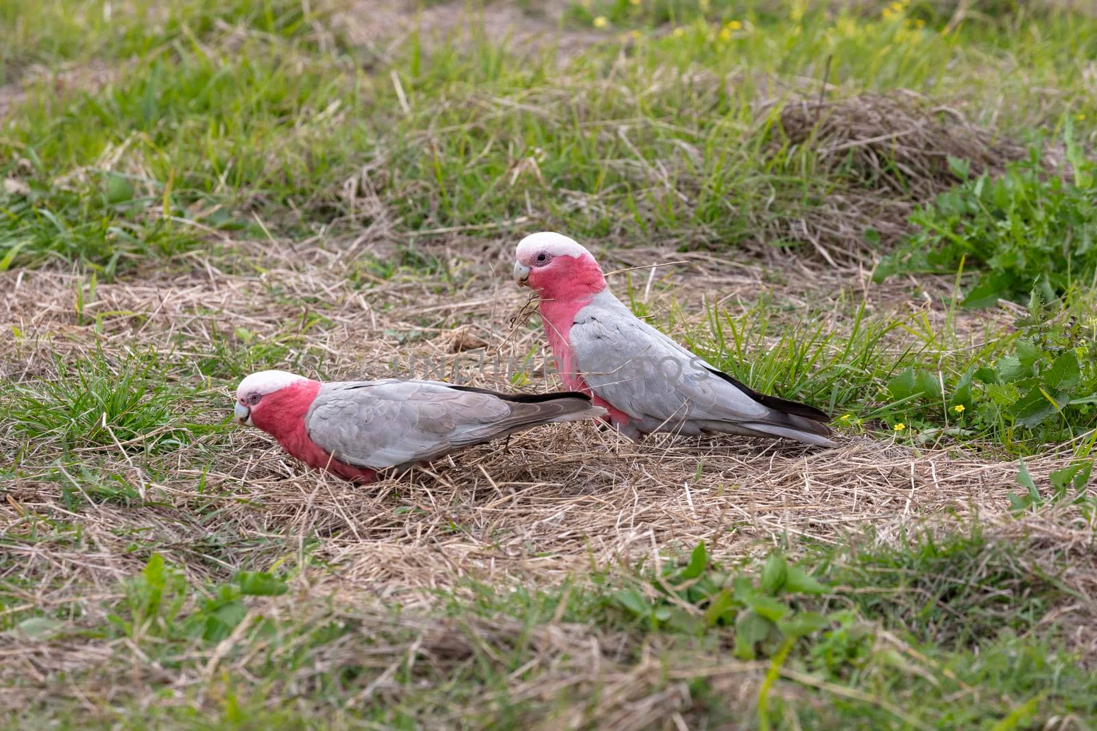 Galahs foraging for food on the ground in a field by WittkePhotos