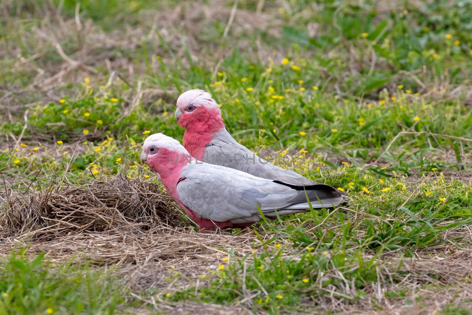 Galah cockatoos foraging for food on the ground in a field with grass and small flowers