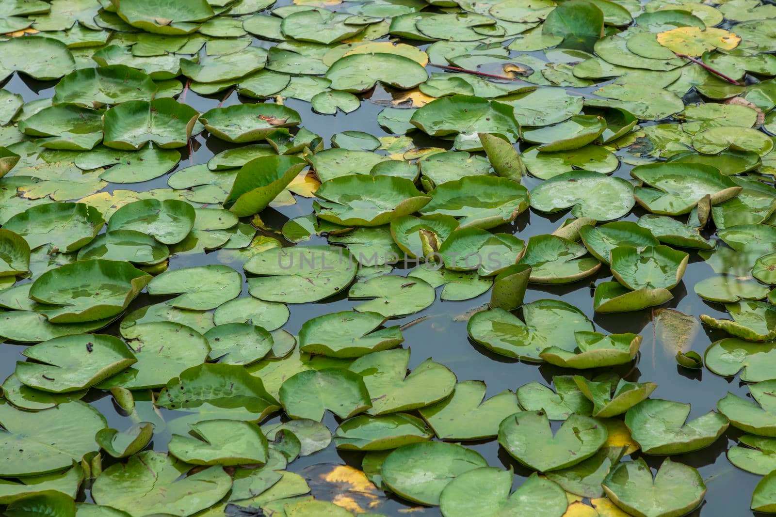 Green water lilies floating on a large garden pond