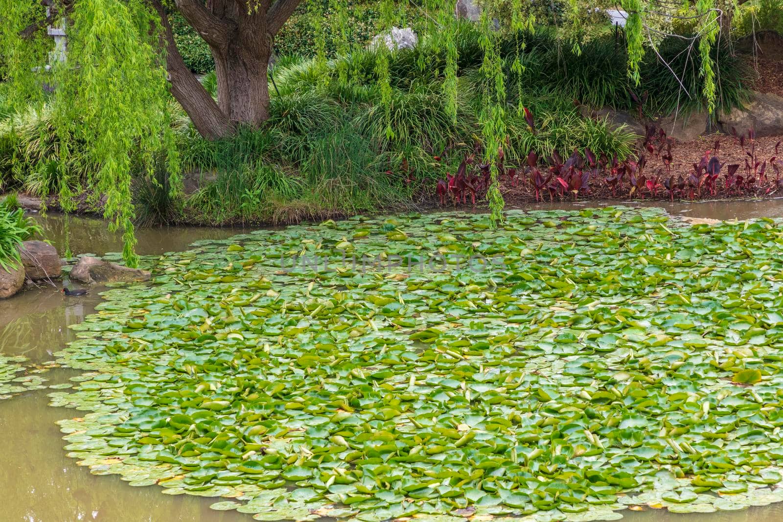 Green water lilies on a large garden pond by WittkePhotos