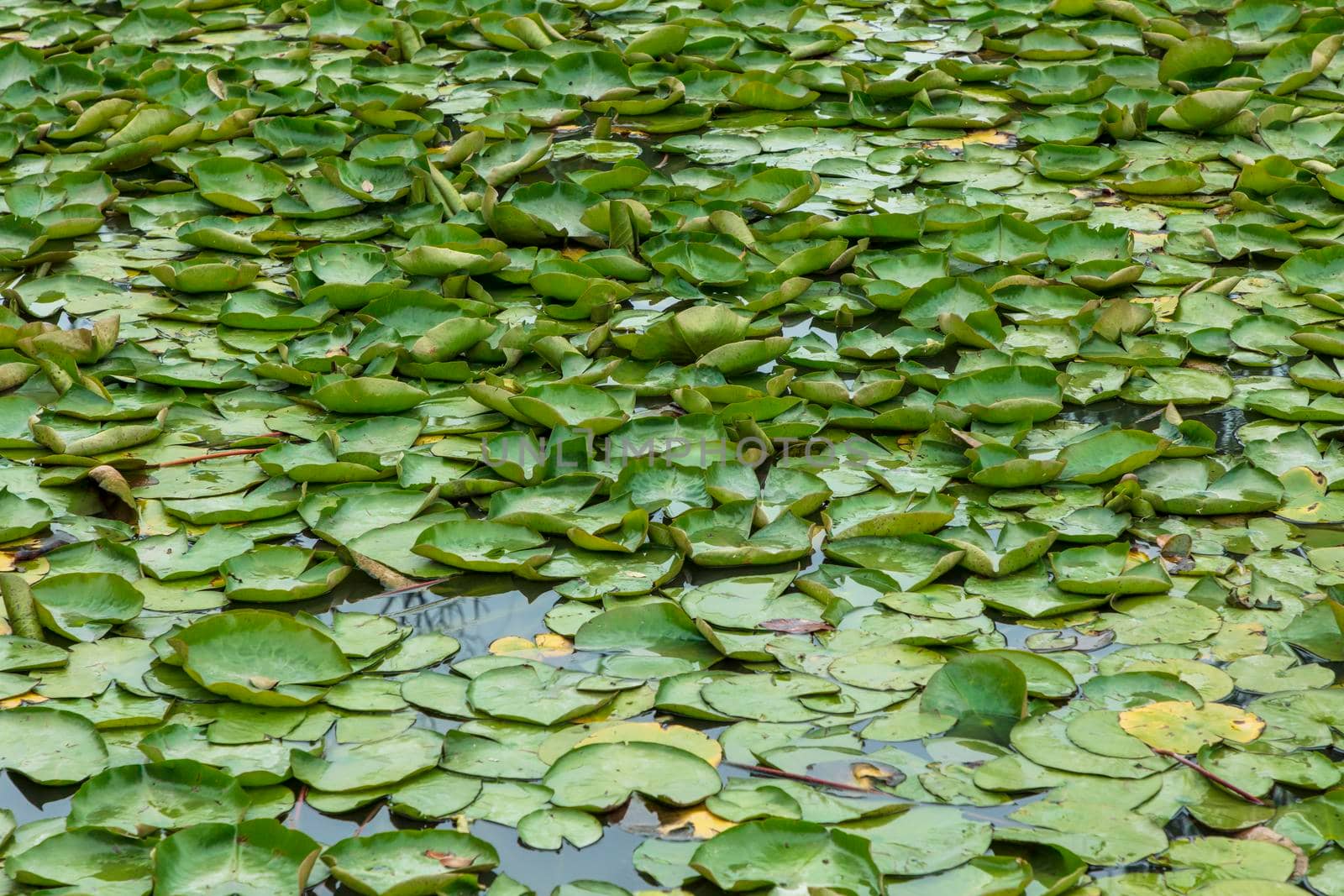 Green water lilies on a large garden pond by WittkePhotos